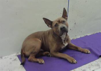 Staffordshire Bull Terrier and Mixed Breed Dogs Available for Adoption - FLUKE | PetCurious