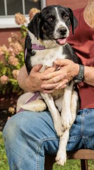 Rescue Pointer and Border Collie Dogs for Adoption in Chester Springs, Pennsylvania - Story | PetCurious