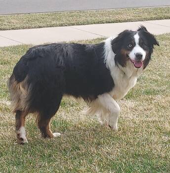 Australian Shepherd Dogs Available for Adoption in Elk River, Minnesota - Anna | PetCurious