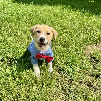 Rescue Labrador Retriever Dogs for Adoption in South Riding, Virginia - Pauly | PetCurious