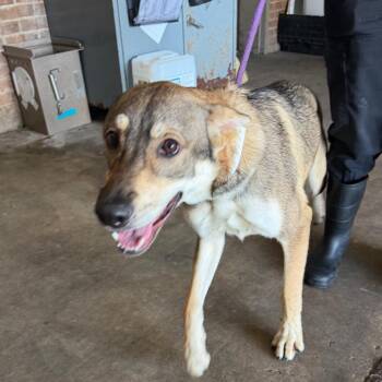 Walden -  Shepherd Dog for Adoption in Birmingham, Alabama - Walden | PetCurious
