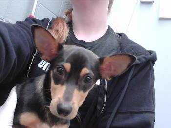 Chihuahua and Mixed Breed Dogs Available for Adoption in Omaha, Nebraska - PROPER PATRICK | PetCurious
