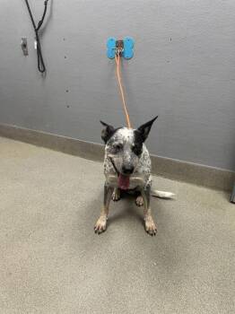 Rescue Australian Cattle Dog Blue Heeler Dogs for Adoption in Las Vegas, Nevada - BLUE JEAN | PetCurious