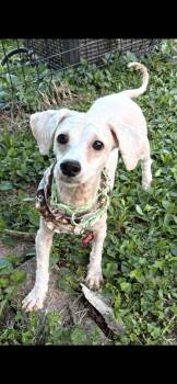 Bichon Frise and Shih Poo Dogs Available for Adoption in St. Louis, Missouri - Winston ( Jj)  | PetCurious