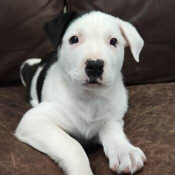 Mixed Breed Dogs Available for Adoption in Marshfield, Wisconsin - Thunder | PetCurious