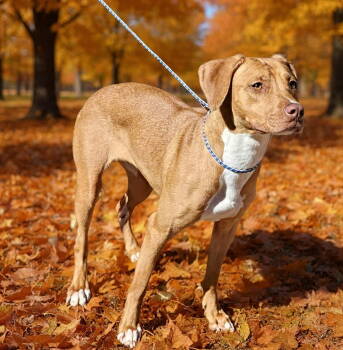 Rescue Pit Bull Terrier Dogs for Adoption in Talladega, Alabama - Serena 25/737 | PetCurious