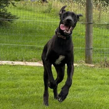 Sophia Marie -  Great Dane Dog for Adoption in Albion, New York - Sophia Marie | PetCurious