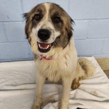 Great Pyrenees Dogs Available for Adoption in Falls Church, Virginia - Feather | PetCurious