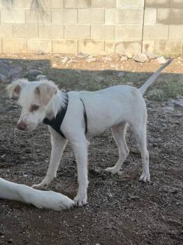 Aegon -  Chihuahua Dog for Adoption in Tucson, Arizona - Aegon | PetCurious