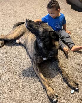 Belgian Shepherd Malinois Dogs Available for Adoption in Northwood, Ohio - THE BEST BOY | PetCurious