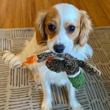 Cavalier King Charles Spaniel and Poodle Dogs Available for Adoption - Dawson | PetCurious