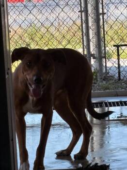 Dora -  Mixed Breed and Black Mouth Cur Dog for Adoption in Rensselaer, Indiana - Dora | PetCurious
