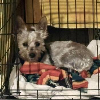 Yorkshire Terrier Dogs Available for Adoption in Rochester, New York - Buddy Yorkie | PetCurious