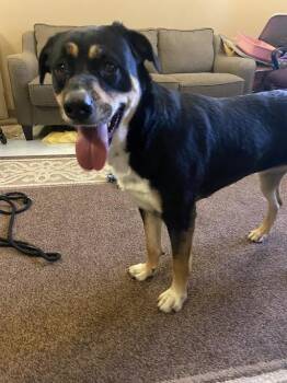 Rottweiler Dogs Available for Adoption - Scooter | PetCurious