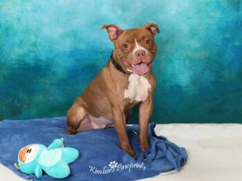 Boxer and Mixed Breed Dogs Available for Adoption - CAMBRIA | PetCurious