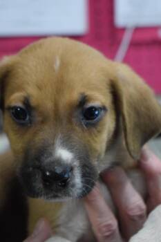 Labrador Retriever and Mixed Breed Dogs Available for Adoption in Pahrump, Nevada - Fritz ( L576 P3) | PetCurious