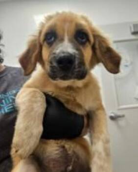 Clyde -  Great Pyrenees and Mixed Breed Dog for Adoption in Kansas City, Missouri - Clyde | PetCurious