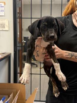Leigh Anne -  Hound and Pit Bull Terrier Dog for Adoption in Sorrento, Louisiana - Leigh Anne | PetCurious