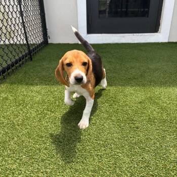 EPH6 9104 -  Beagle Dog for Adoption in Loxahatchee Groves, Florida - EPH6 9104 | PetCurious
