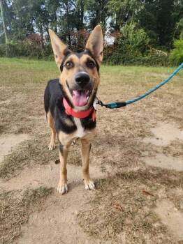 Rescue Shepherd Dogs for Adoption in Troy, Alabama - Zinnia | PetCurious