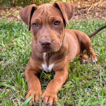 Black Mouth Cur Dogs Available for Adoption in Grand Bay, Alabama - Millie | PetCurious