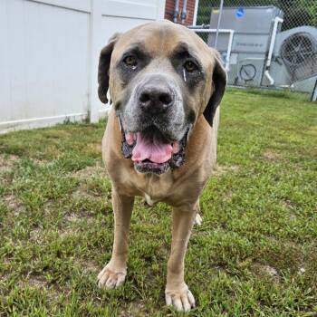 Bruno -  Bullmastiff Dog for Adoption in Concord, New Hampshire - Bruno | PetCurious