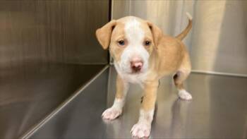 Rescue Pit Bull Terrier Dogs for Adoption in Tustin, California - STEWIE | PetCurious