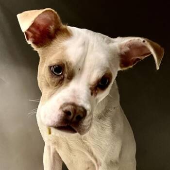 Pit Bull Terrier and Boxer Dogs Available for Adoption in St. Louis, Missouri - FARAMIR | PetCurious