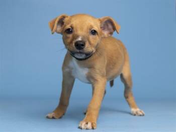 PENELOPE -  Pit Bull Terrier and Mixed Breed Dog for Adoption in Phoenix, Arizona - PENELOPE | PetCurious