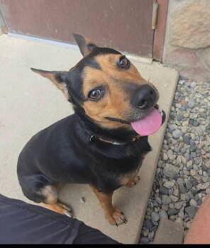 Saturn -  Terrier Dog for Adoption in Sterling Heights, Michigan - Saturn | PetCurious
