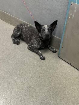Rescue Australian Cattle Dog Blue Heeler Dogs for Adoption in Las Vegas, Nevada - JAX | PetCurious