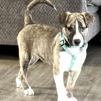 Mixed Breed and Feist Dogs Available for Adoption - Carrigan | PetCurious