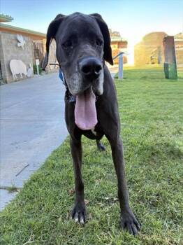 Great Dane Dogs Available for Adoption - MARSO | PetCurious