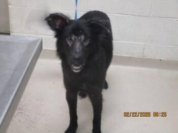 Shepherd Dogs Available for Adoption - Finn (84) | PetCurious