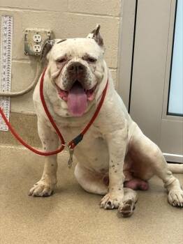 American Bulldog and Mixed Breed Dogs Available for Adoption in Grand Prairie, Texas - HOLLOW | PetCurious