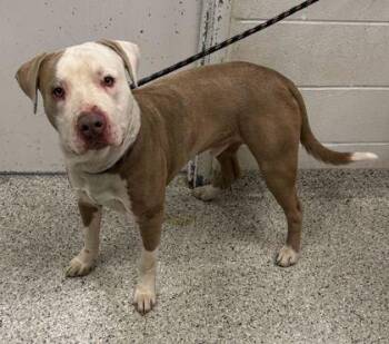 Pit Bull Terrier and Mixed Breed Dogs Available for Adoption in Kansas City, Missouri - Cosmo | PetCurious