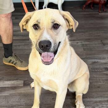 Yoshi Baloo -  Great Pyrenees and Anatolian Shepherd Dog Available for Adoption in Andover, Massachusetts - Yoshi Baloo | PetCurious