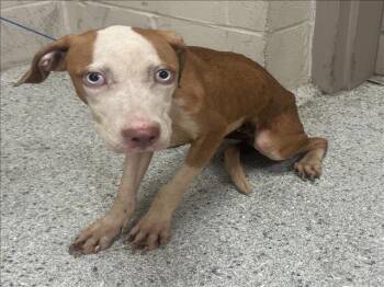 Rescue Pit Bull Terrier and Mixed Breed Dogs for Adoption in Conroe, Texas - A419815 | PetCurious