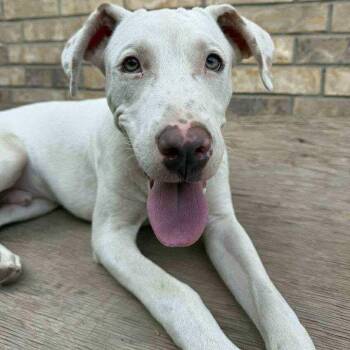 Rescue Pit Bull Terrier and Mixed Breed Dogs for Adoption in Pelham, New Hampshire - Casper | PetCurious