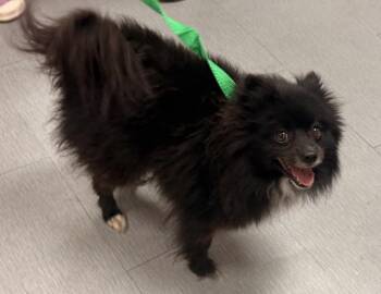 POMELA -  Pomeranian Dog for Adoption in San Bernardino, California - POMELA | PetCurious