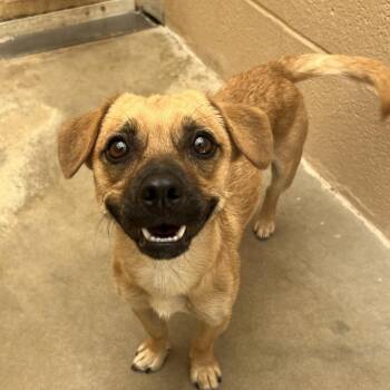 Toby -  Chihuahua and Mixed Breed Dog for Adoption in Ojai, California - Toby | PetCurious