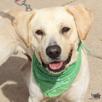 Rescue Labrador Retriever Dogs for Adoption in Washington, District Of Columbia - Pal | PetCurious