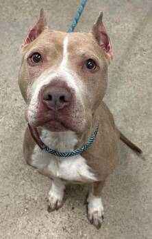 Betsy -  Pit Bull Terrier Dog for Adoption in Cleveland, Ohio - Betsy | PetCurious