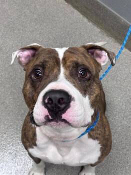 MAUI -  Pit Bull Terrier and Mixed Breed Dog for Adoption in Las Vegas, Nevada - MAUI | PetCurious