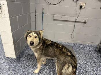 MAMAS -  German Shepherd Dog and Husky Dog for Adoption in Thousand Palms, California - MAMAS | PetCurious