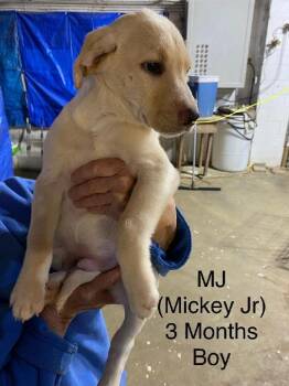 Labrador Retriever Dogs Available for Adoption - MJ And CJ | PetCurious