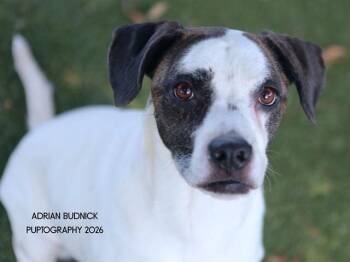 Carolyn -  Mixed Breed Dog for Adoption in Nashville, Tennessee - Carolyn | PetCurious