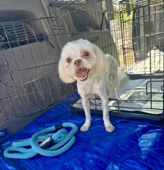 Marshmallow -  Shih Tzu Dog for Adoption in Gainesville, Virginia - Marshmallow | PetCurious