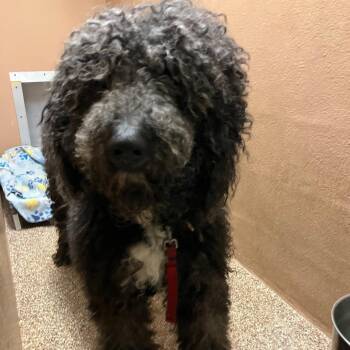 "Gunnar" -  Standard Poodle Dog for Adoption in Lyndhurst, Virginia - "Gunnar" | PetCurious