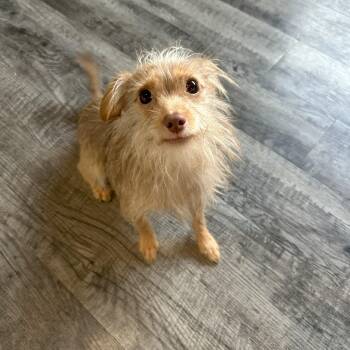 Rescue Yorkshire Terrier Dogs for Adoption in Alma, Michigan - Pretzel | PetCurious